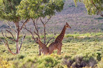 Melozhori Private Game Reserve Giraffes