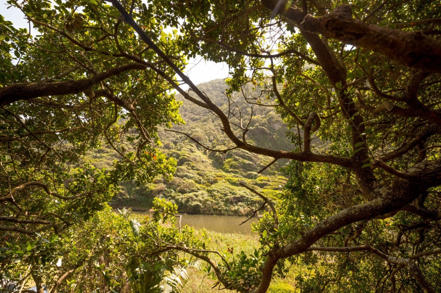 Ballots Bay Treehouse Views