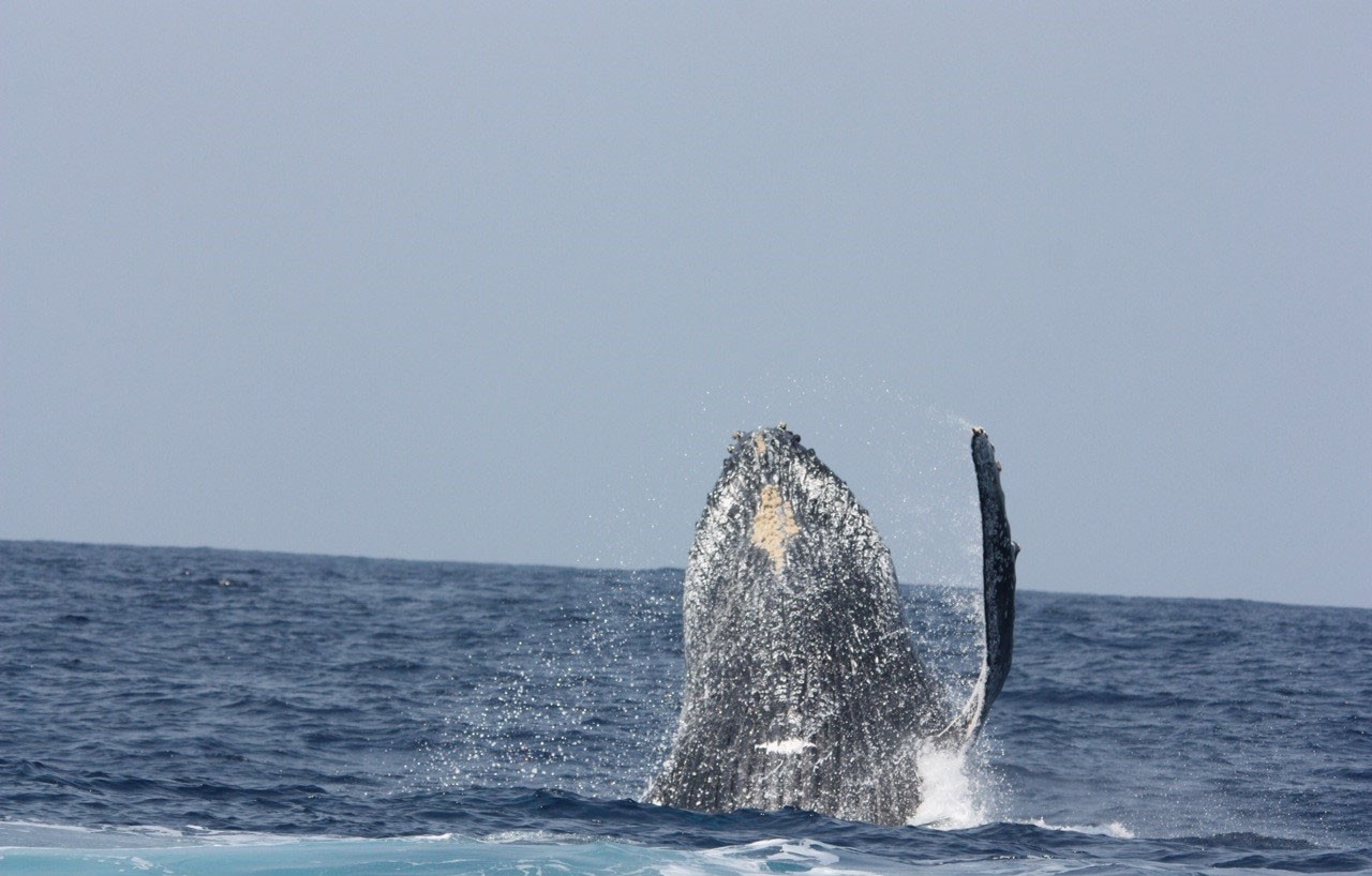 Machangulo Beach Villa Whale