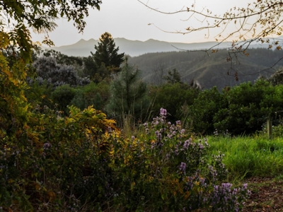 Forest Valley Cottages Fynbos