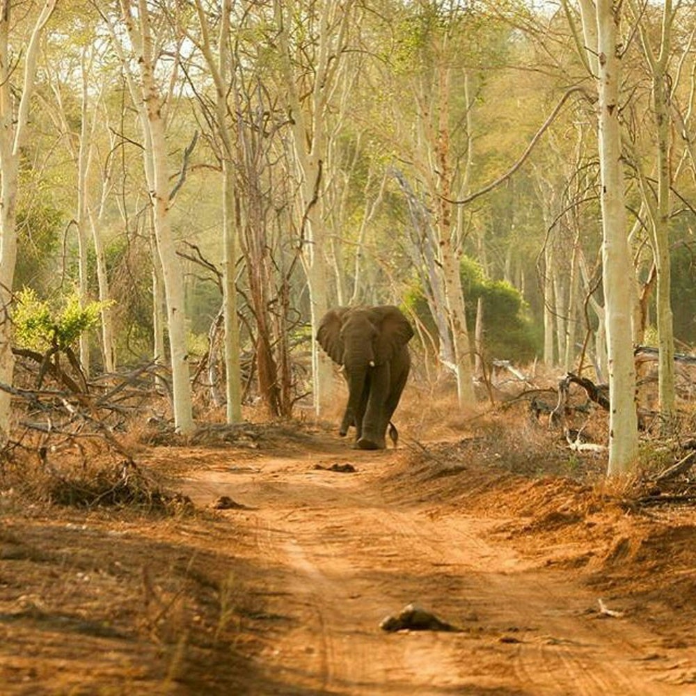 RETURN Africa Pafuri Tented Camp Elephant