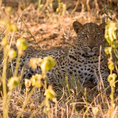 RETURN Africa Pafuri Tented Camp Leopard