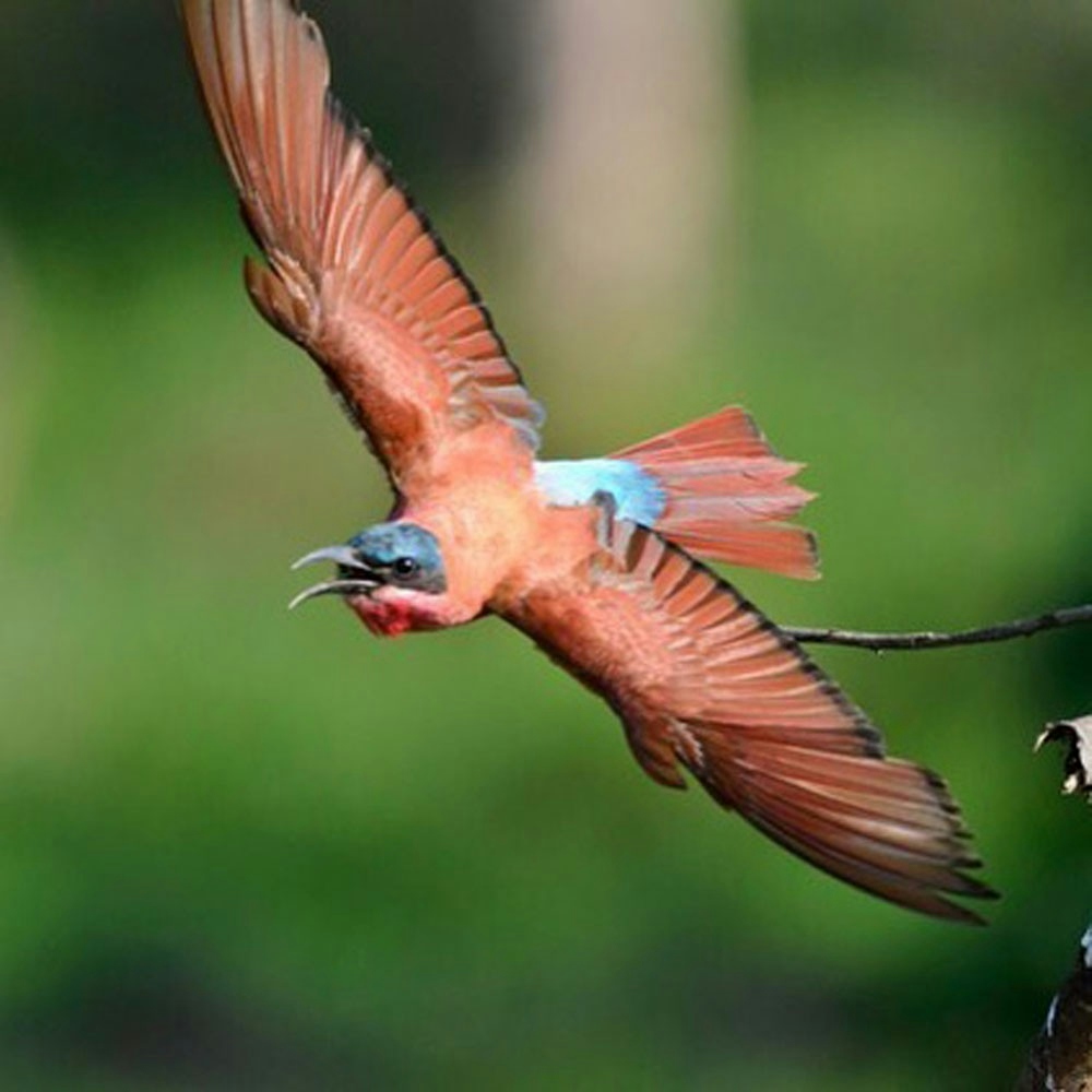 RETURN Africa Pafuri Tented Camp Birdwatching