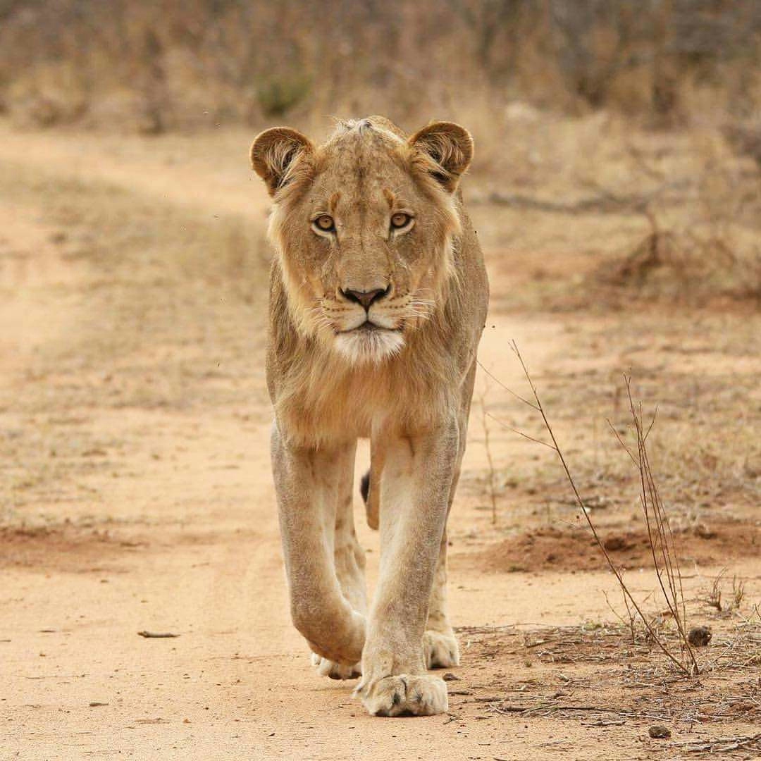 Rukiya Safari Camp Lion