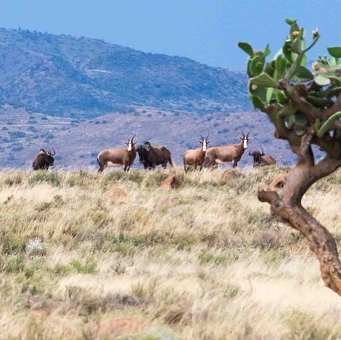 Karoo Ridge Eco-Lodges Rooi Hartebees