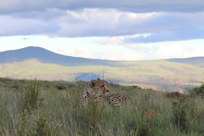 Camdeboo Pods Cheetah