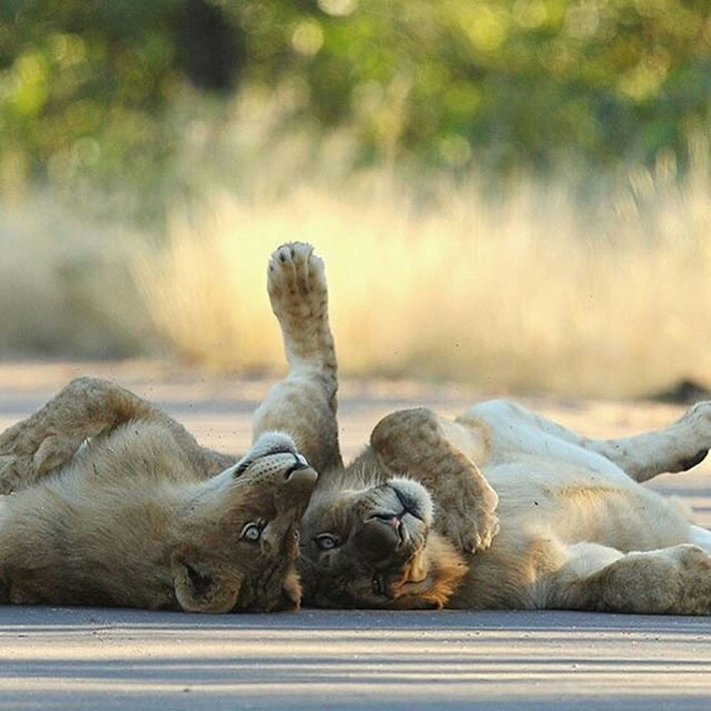 RETURN Africa Pafuri Tented Camp Lion Cubs