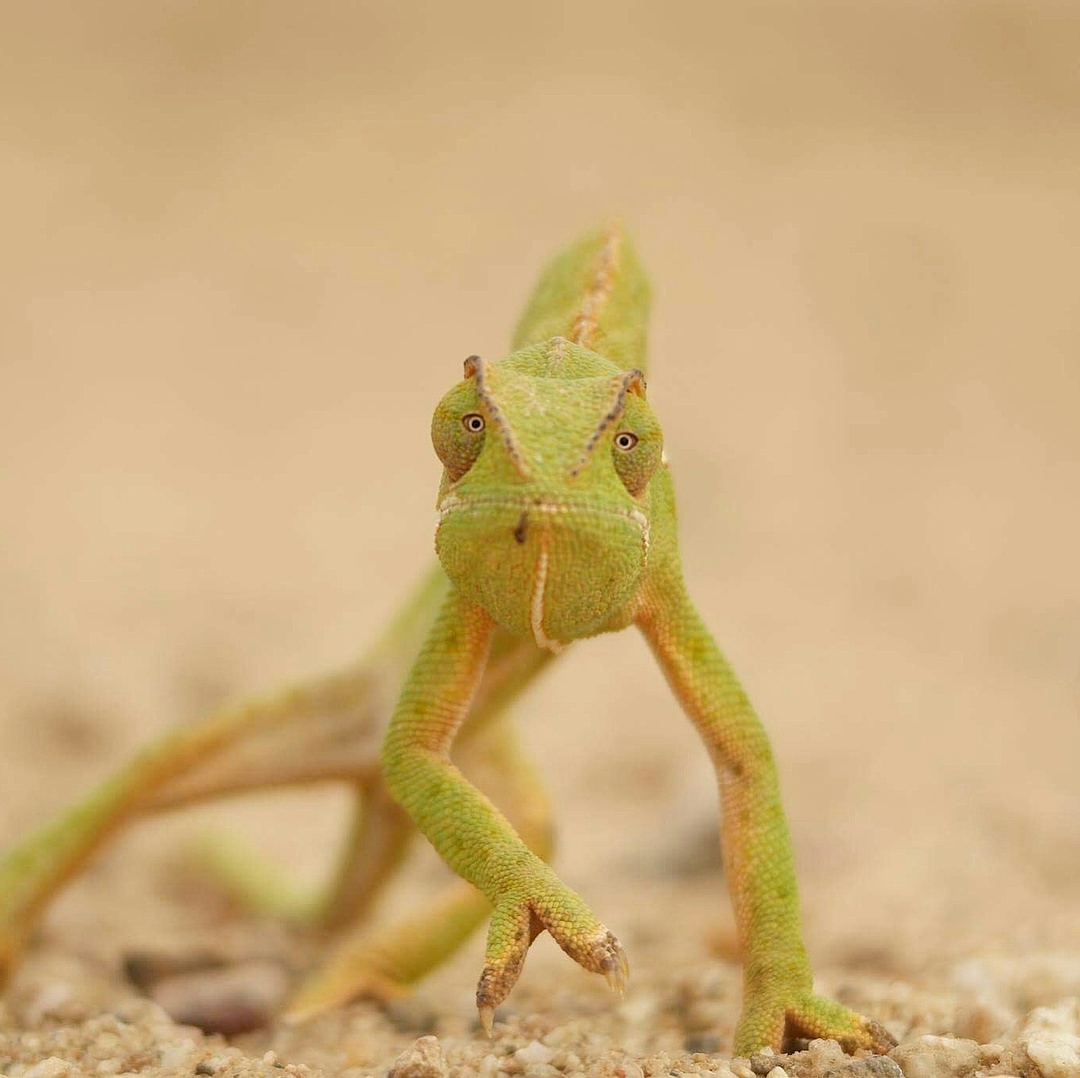 Rukiya Safari Camp Chameleon