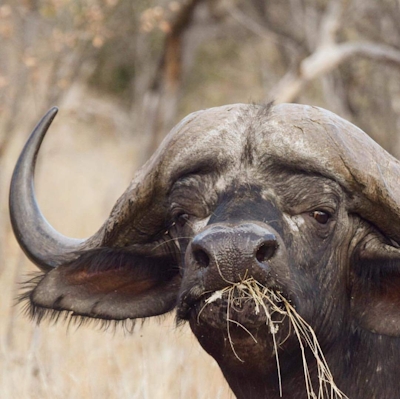 Rukiya Safari Camp Buffalo