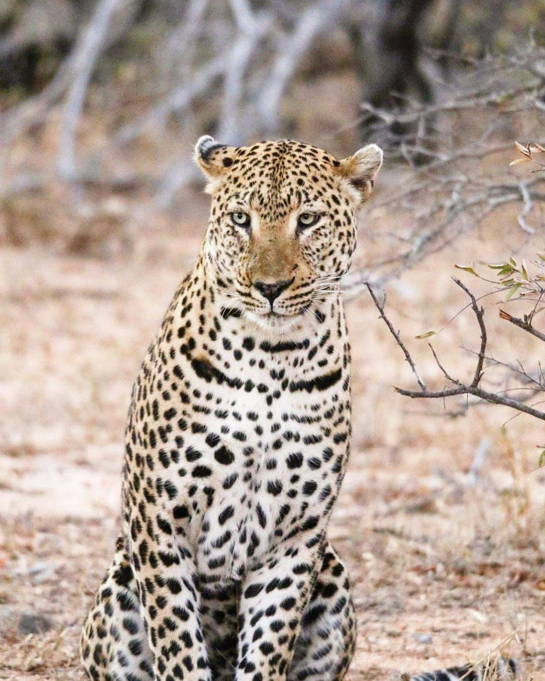 Rukiya Safari Camp Leopard