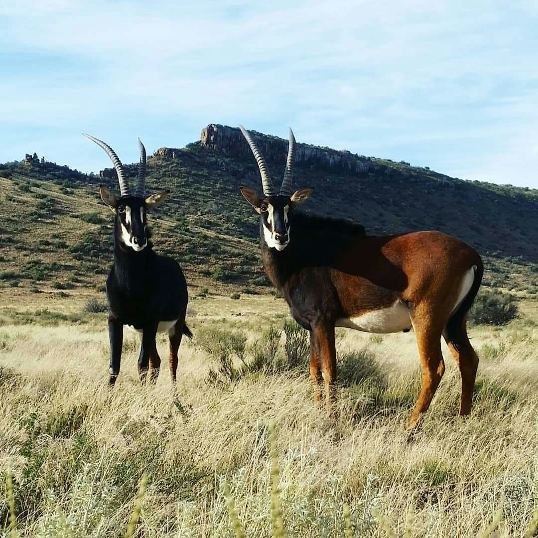 Karoo Ridge Eco-Lodges Sable Antelope