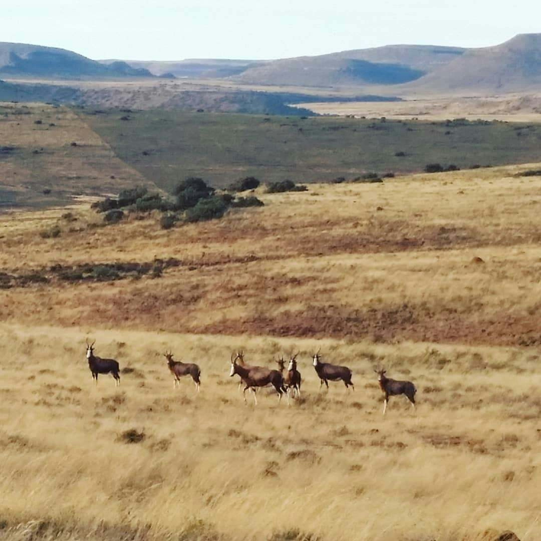 Karoo Ridge Eco-Lodges Game Viewing