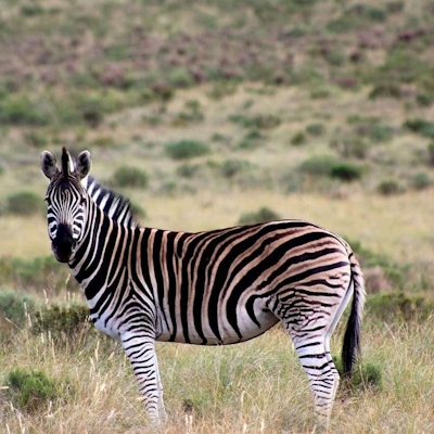 Poplars Farmhouse Zebra