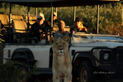 Tswalu Kalahari Reserve Game Viewing