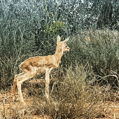 Baby Springbok