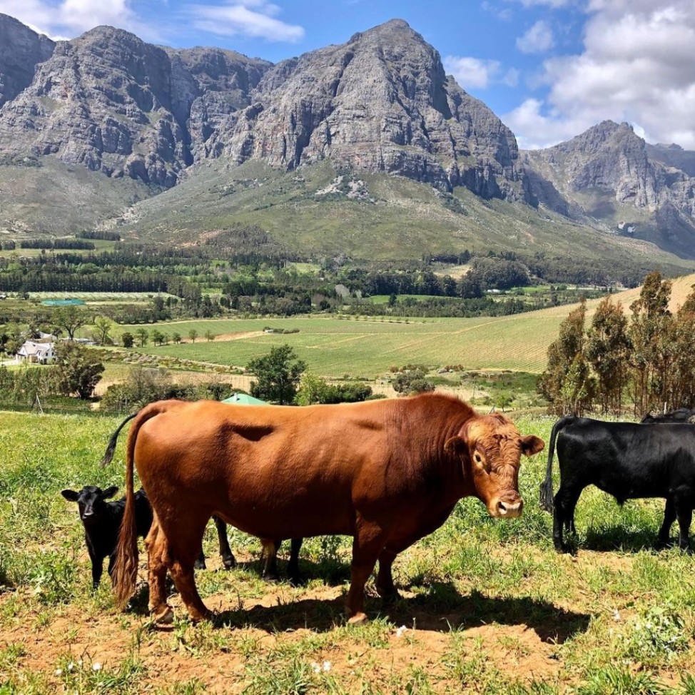 Camissa Farm Livestock