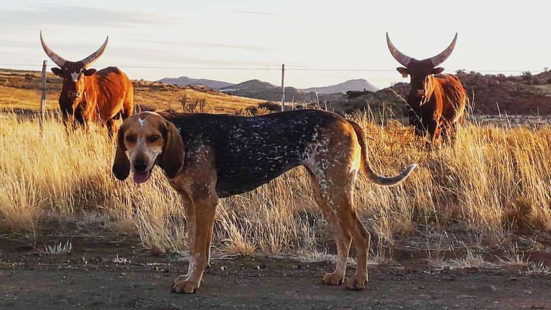 Karoo Ridge Eco-Lodges Pet-Friendly