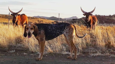 Karoo Ridge Eco-Lodges Pet-Friendly