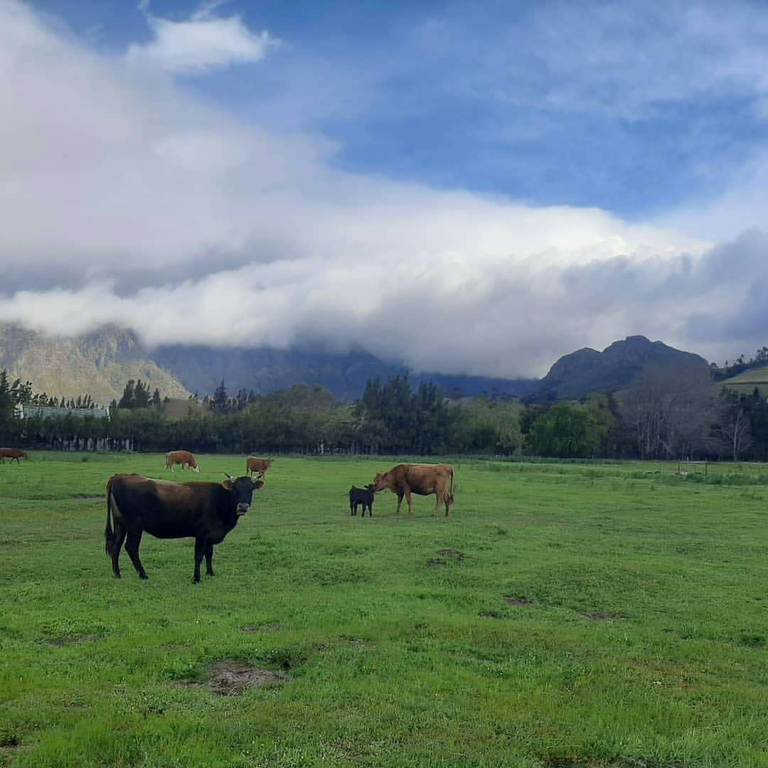 Gîte Cows