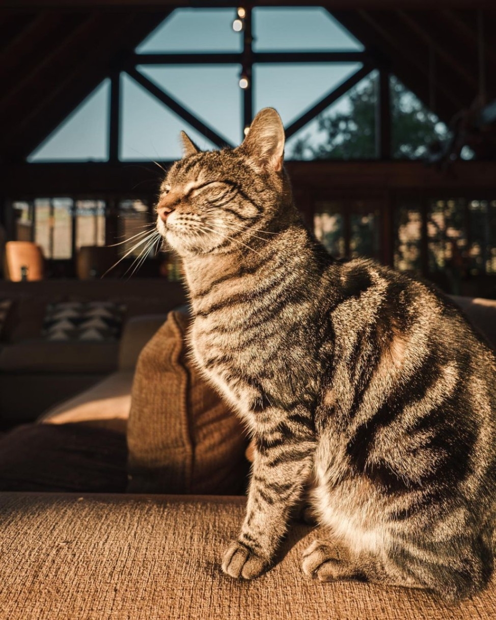 The Log Cabin Lodge Cat