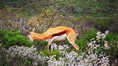 A Springbok in Montevue