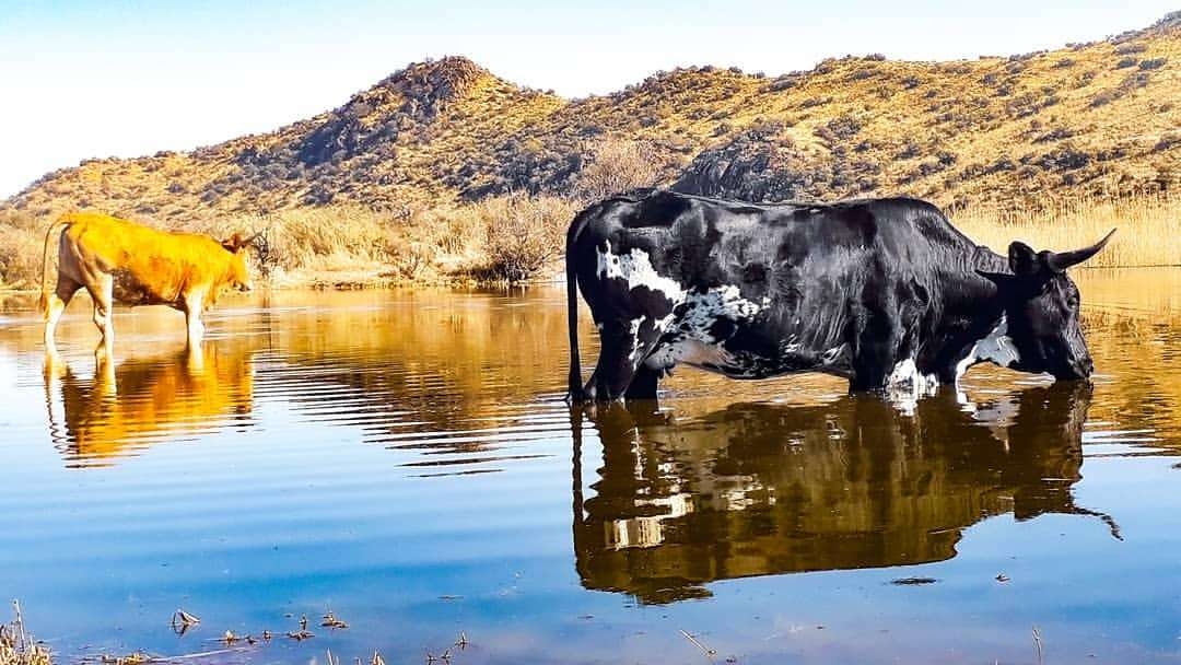 Karoo Ridge Eco-Lodges River