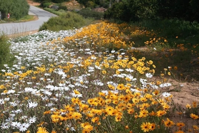 Leopard Valley Eco Retreat Wildflowers