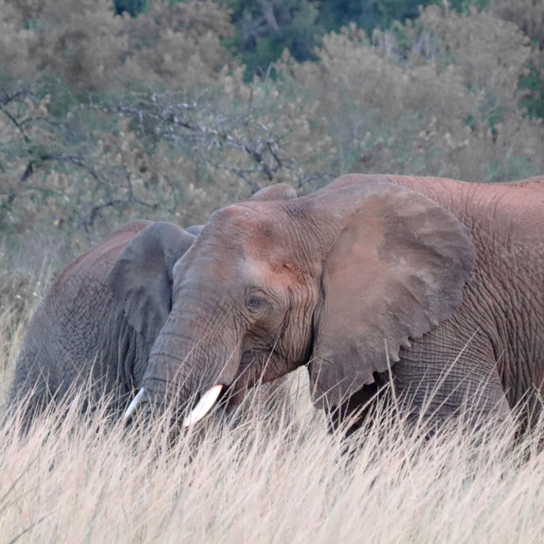 Nkomazi Game Reserve An Intimate Glamping Lodge In The Greater Kruger