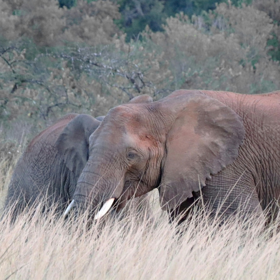 Nkomazi Game Reserve Elephants