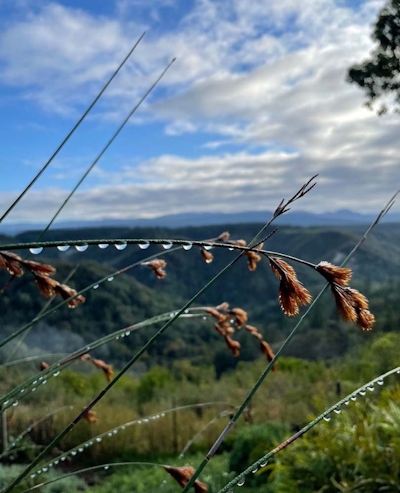 Cliffhanger Cottages Plantlife