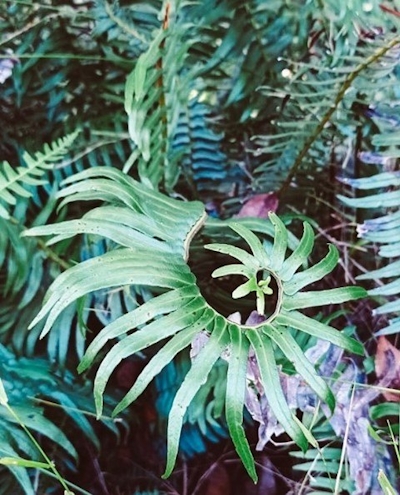 Cliffhanger Cottages Forest Ferns