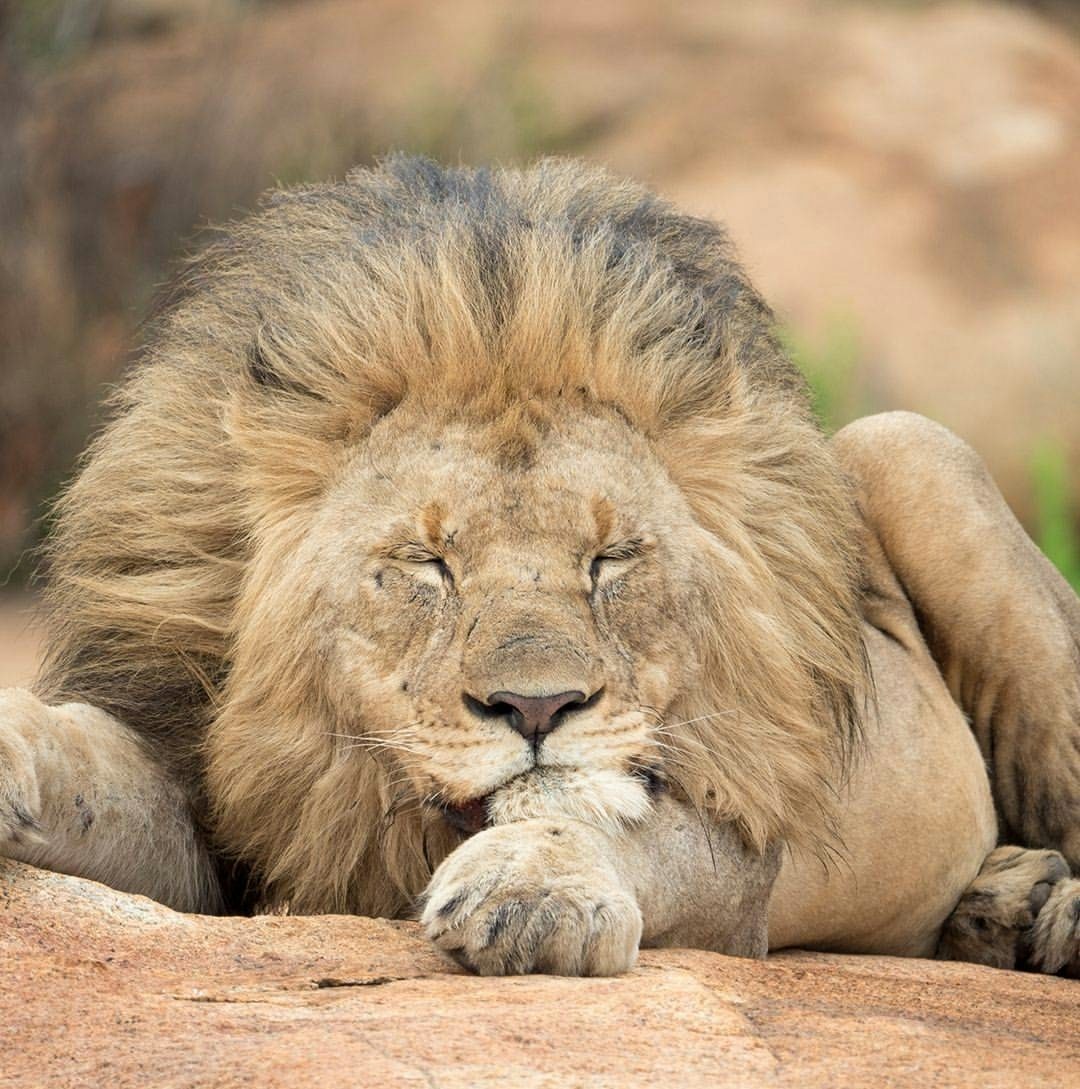 Nkomazi Game Reserve Lion
