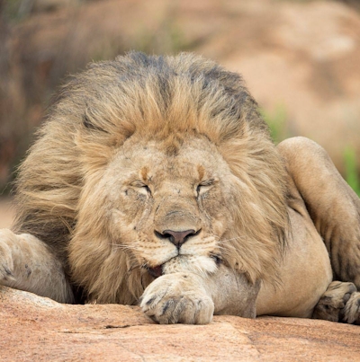 Nkomazi Game Reserve Lion