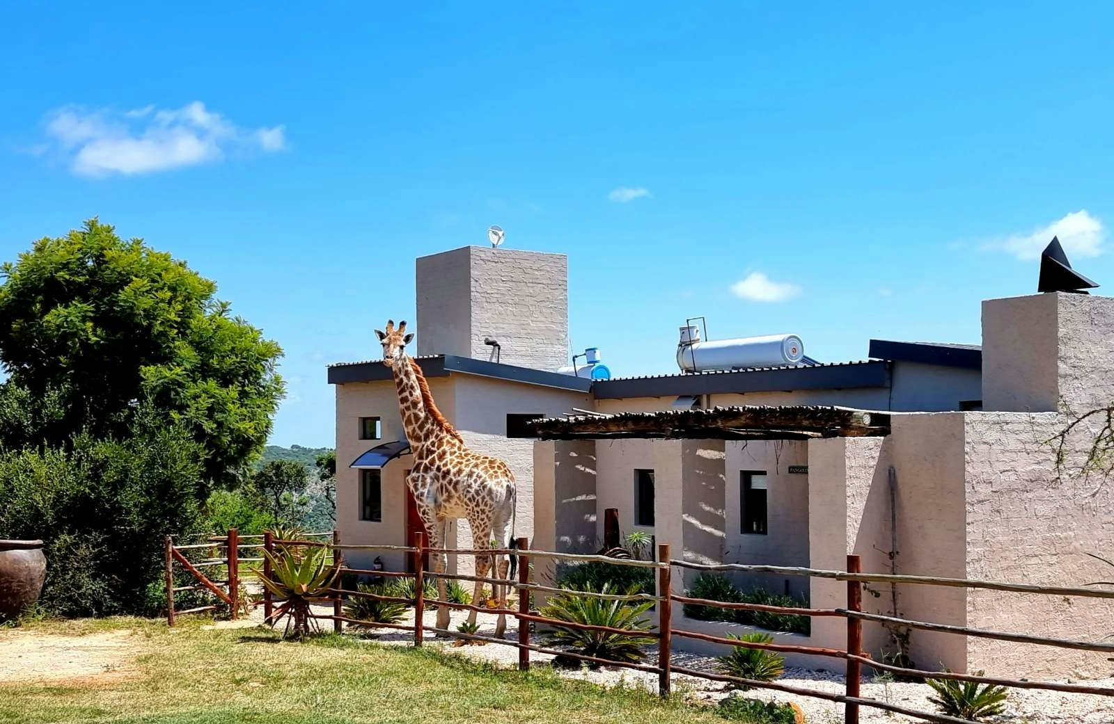 Graceland Eco Retreat Giraffe