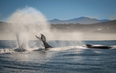 Simbavati Fynbos on Sea Whale Watching