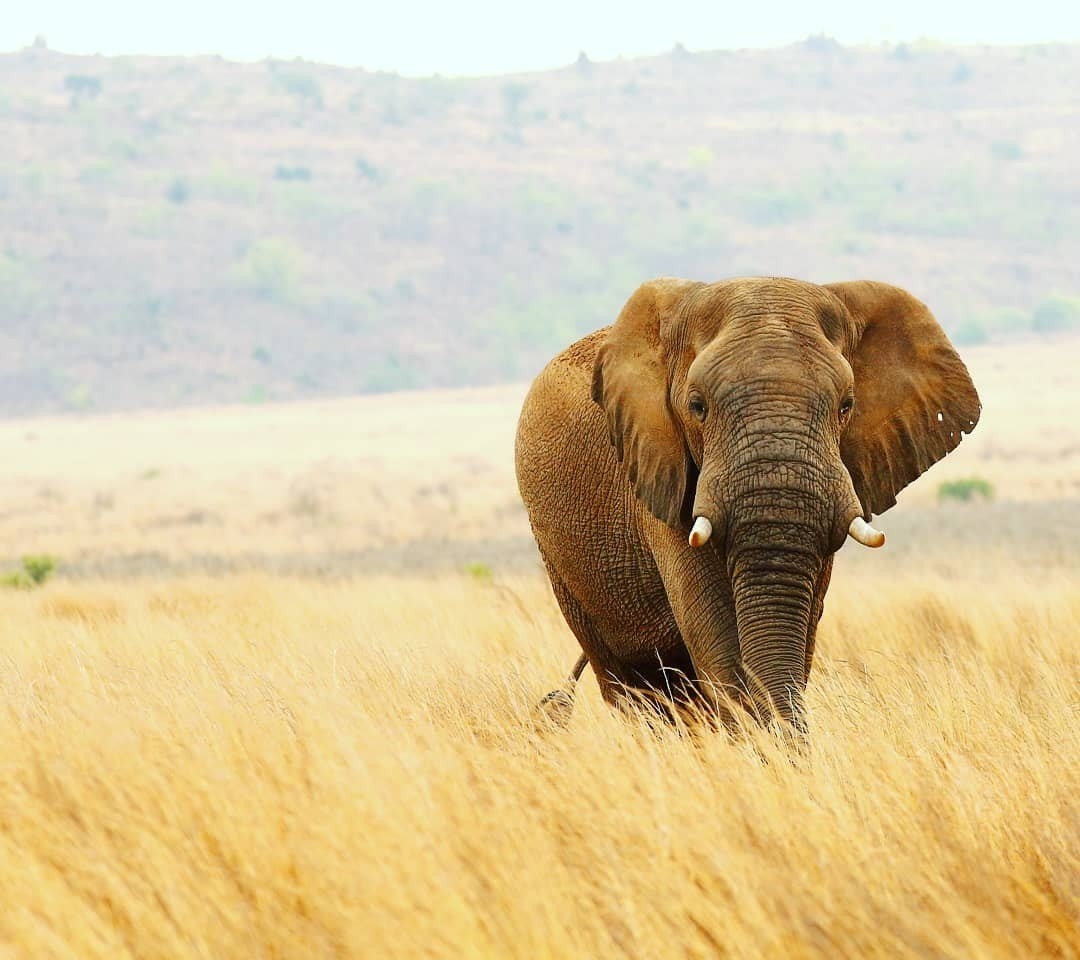 Clifftop Exclusive Safari Hideaway Elephant