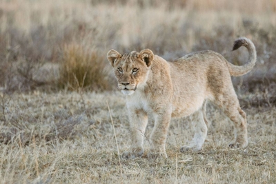 Clifftop Exclusive Safari Hideaway Lion