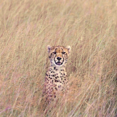 Nkomazi Game Reserve Cheetah