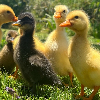 Camissa Farm Ducklings