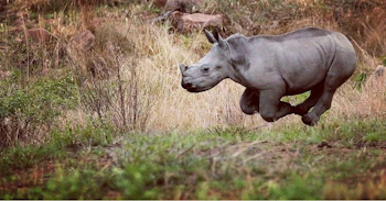 Clifftop Exclusive Safari Hideaway Rhino