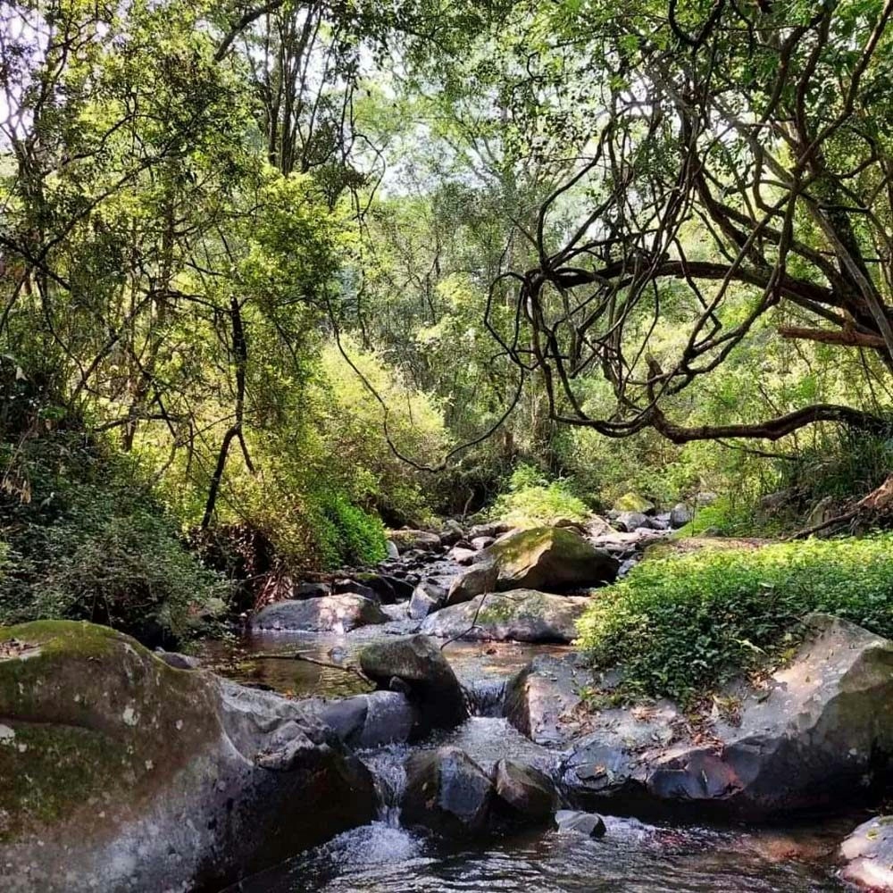  Rockwood Karkloof Forest Stays Surrounds