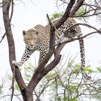 Nkomazi Game Reserve Leopard