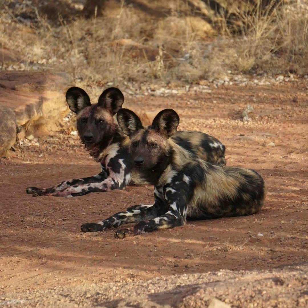 Clifftop Exclusive Safari Hideaway African Wild Dogs