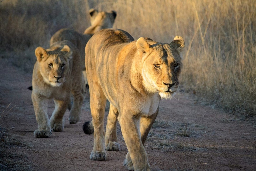 Kwafubesi Tented Safari Camp Lions