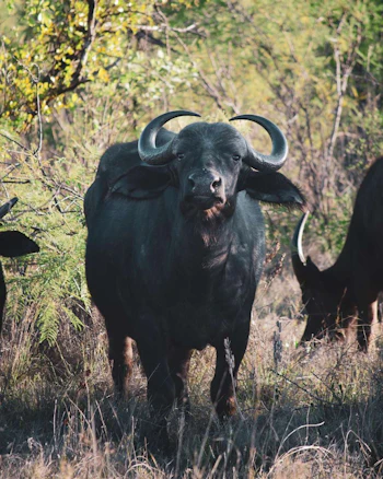  The Leadwood Safari Company Buffalo
