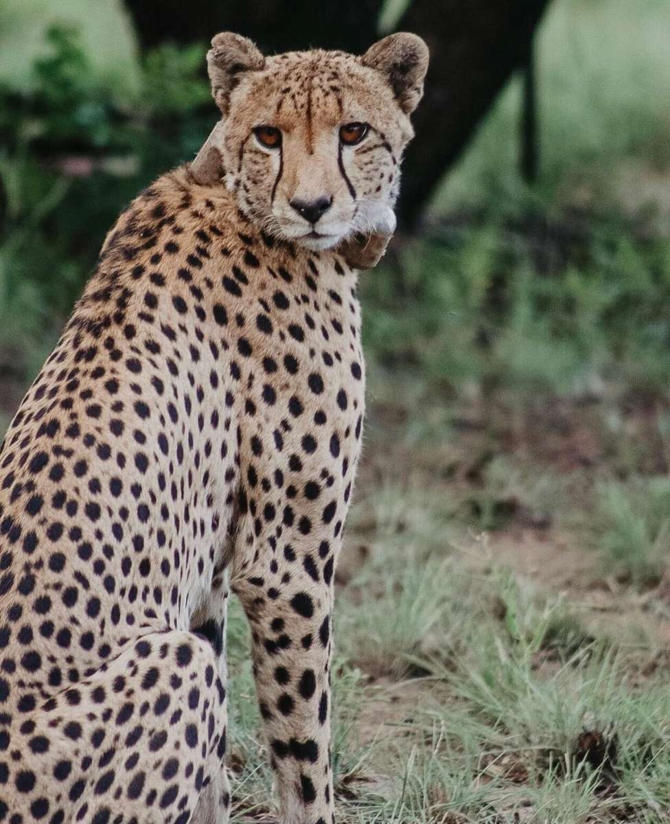  The Leadwood Safari Company Cheetah