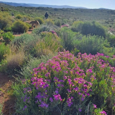 Tanagra Wine and Guestfarm Veld