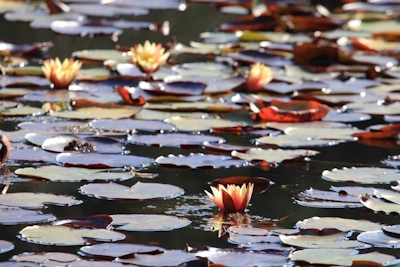 Lily Pond Country Lodge Pond