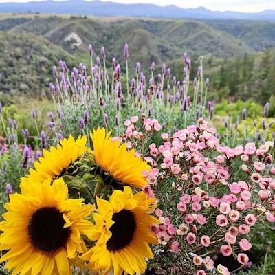 Cliffhanger Cottages Flowers