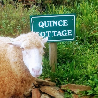 Tierhoek Organic Farm and Cottages Sheep